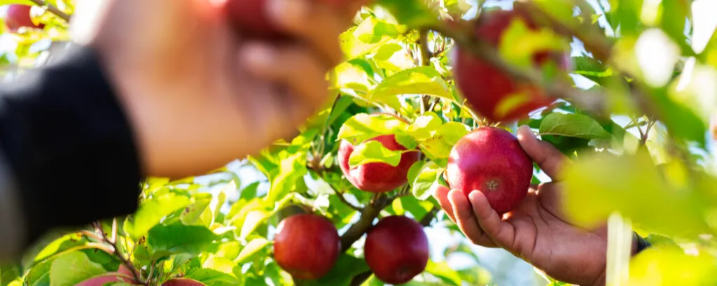 Learning Lunch: From Seedling to Sensation: How New Zealand Creates the Apples and Pears of the Future