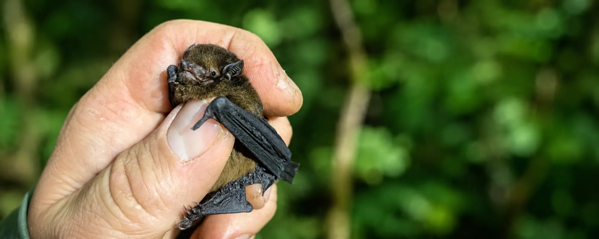 Pekapeka: Inside the Hidden World of New Zealand’s Native Bats